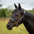 Jeffers Softie Padded Leather Halter for Horses